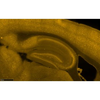 Rabbit anti-Parvalbumin Antibody