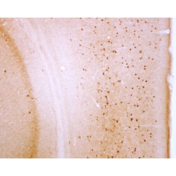 Goat anti-Parvalbumin Antibody