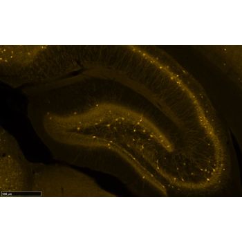 Guniea pig anti-Parvalbumin Antibody